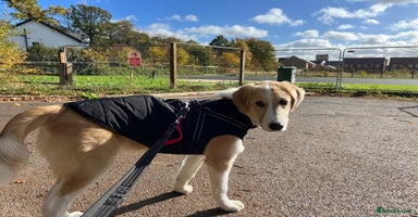 Mixed Breed dogs - Advert 8