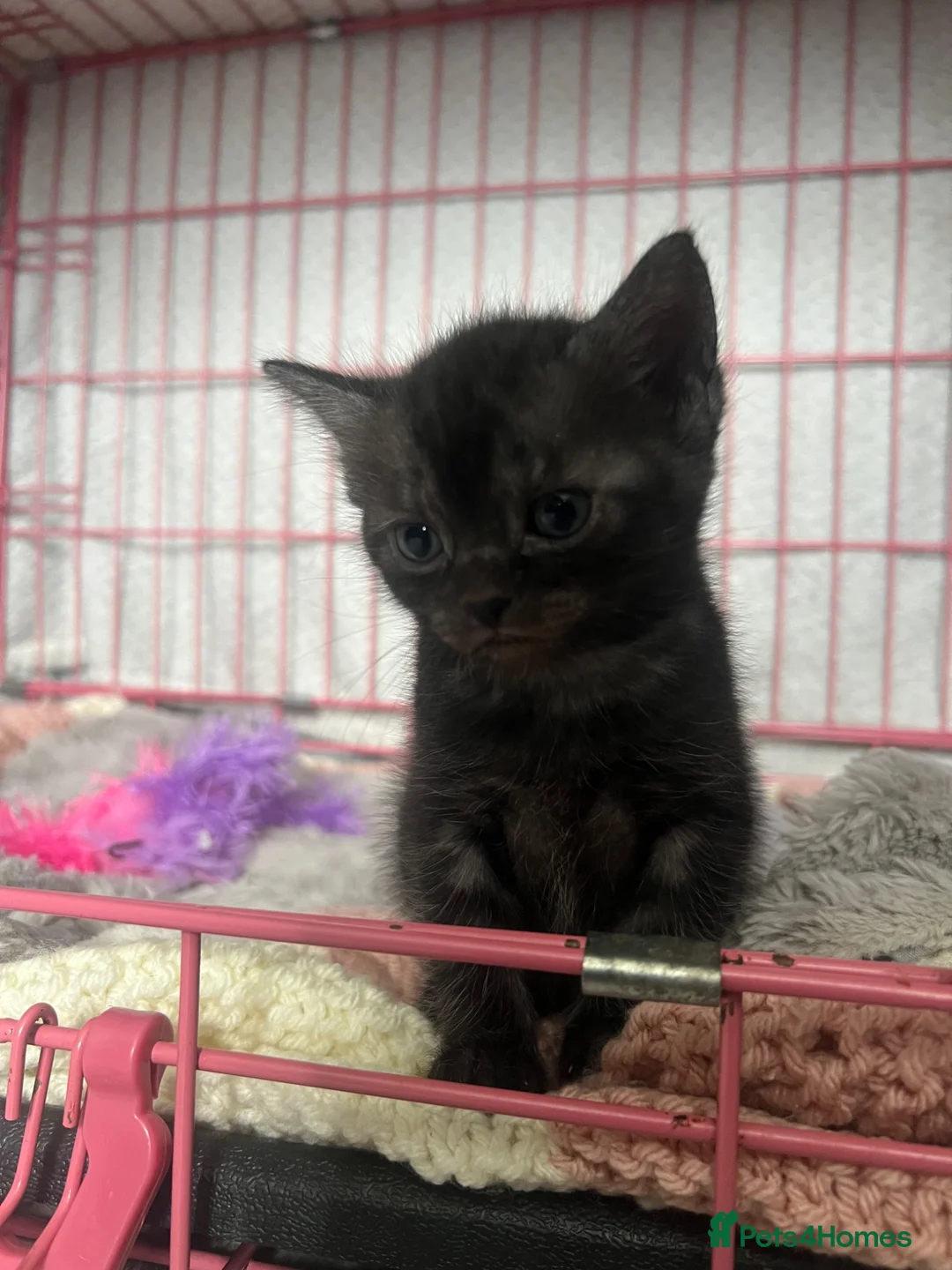 Mixed Breed cats for sale: Snow tabby x ragdoll kittens for sale - Advert 11