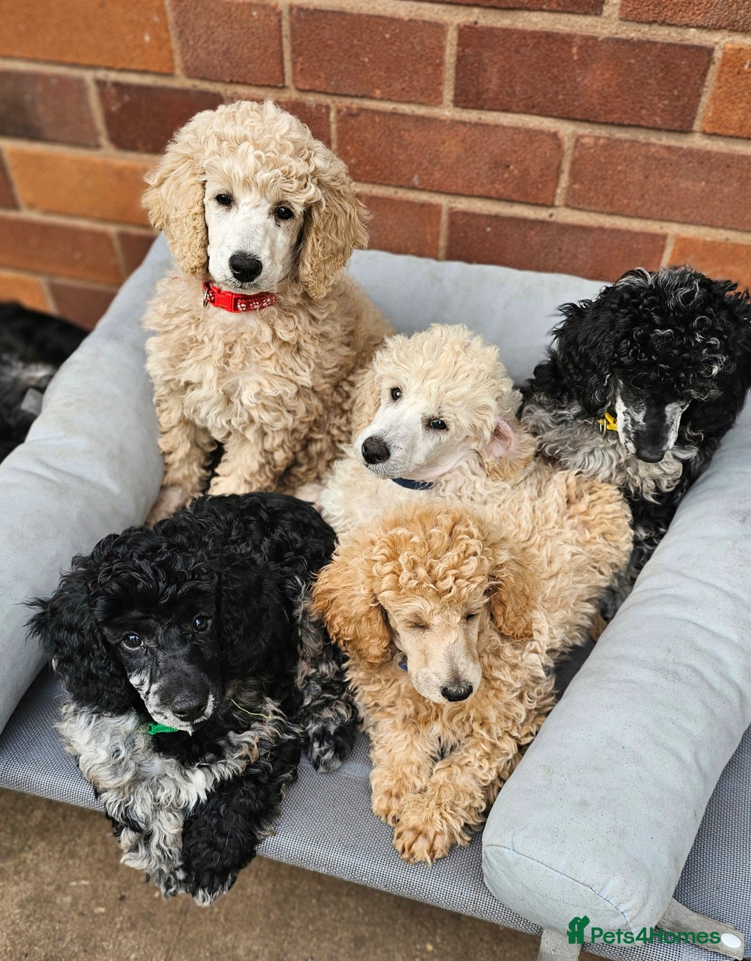 Miniature Poodle dogs for sale: Minatare Poodle Ready Now - Image 5