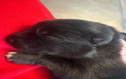 Pomsky dogs for sale: Pomsky Puppies  - Image 10