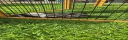 Guinea Pig rodents for sale: Lone B&W Boar Looking for Home in Ormskirk - Advert 1