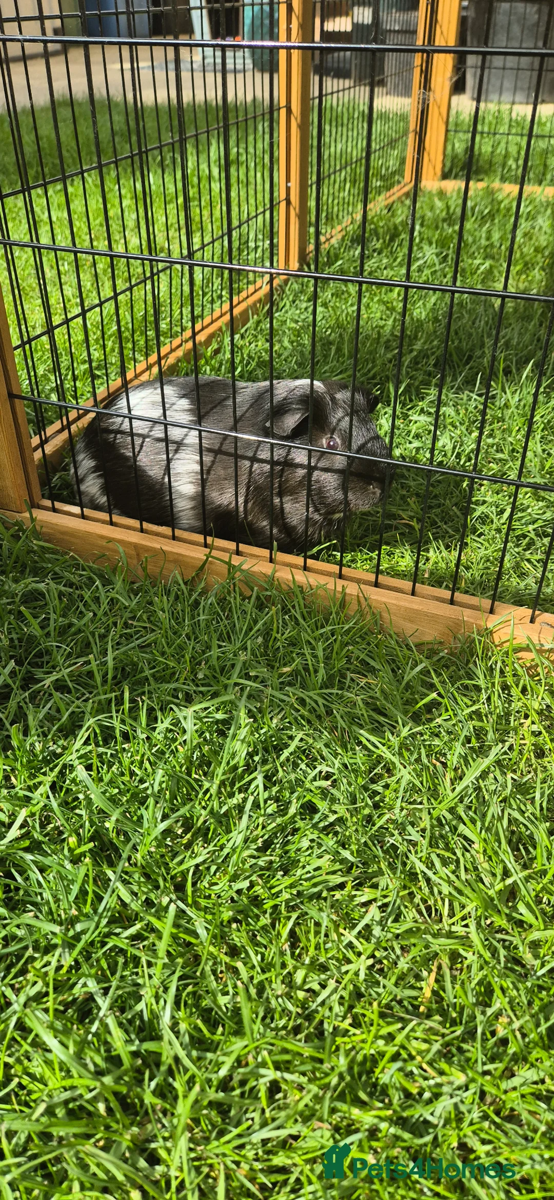 Guinea Pig rodents for sale: Lone B&W Boar Looking for Home in Ormskirk - Advert 1