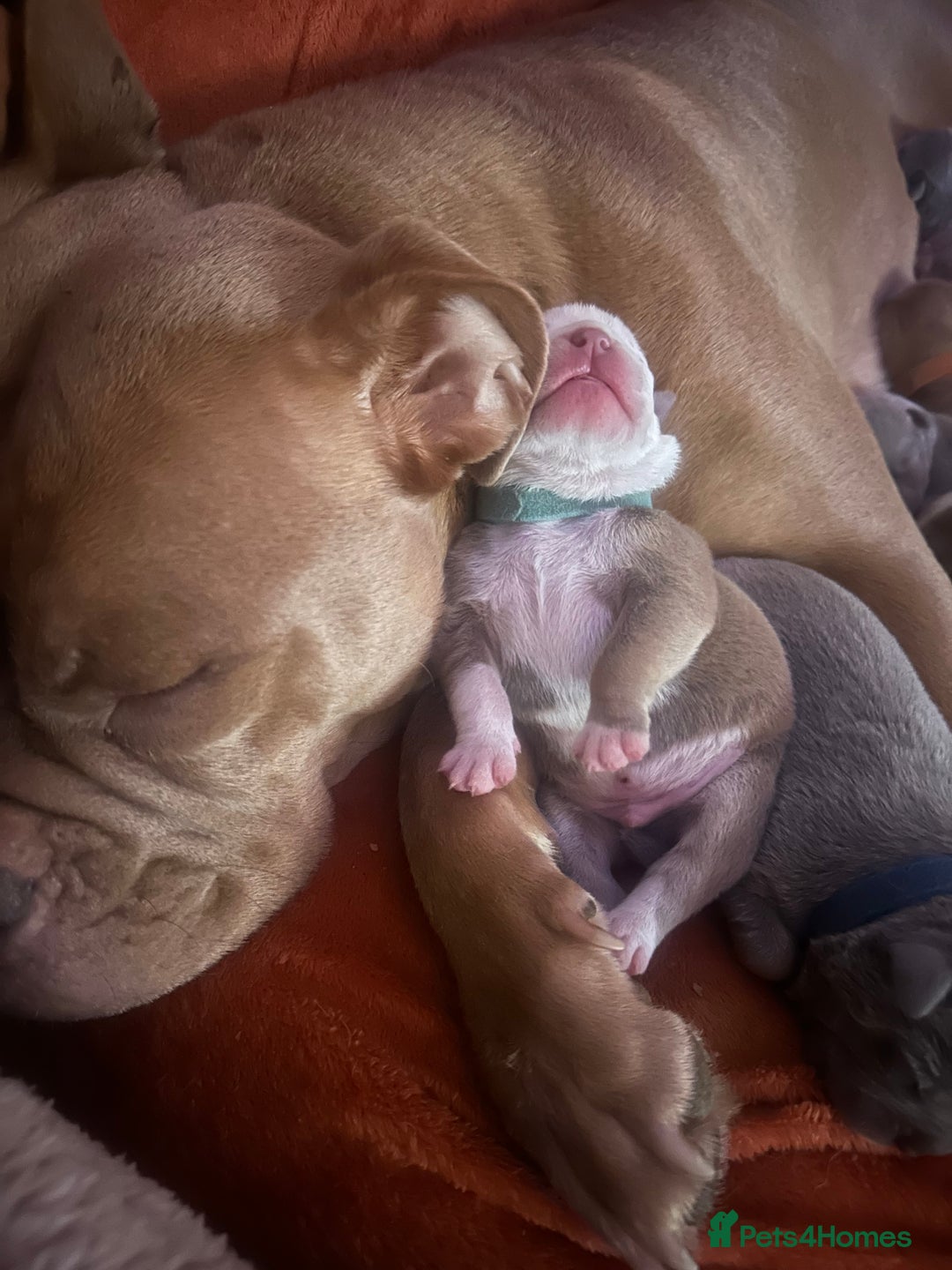 Olde English Bulldogge dogs for sale: Olde English Bulldog Puppies - Family Raised  - Advert 2