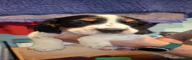 Sprocker 1
