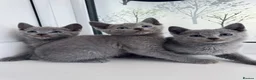 Russian Blue cats for sale: TICA Rusian Blue kittens  - Advert 5