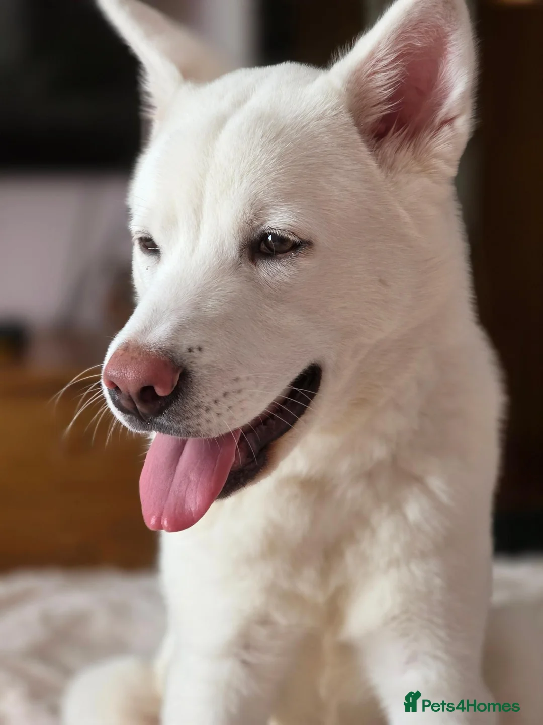 Akita dogs for sale:  Pedigree Japanese Akita - Advert 2