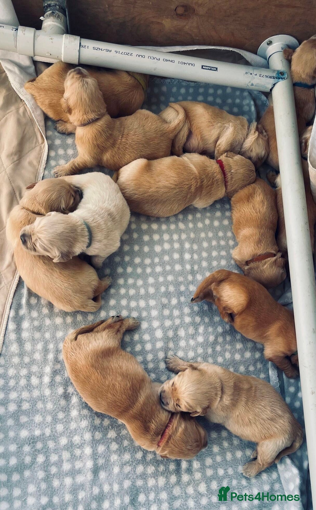 Golden Retriever dogs for sale: Golden Retriever Pups - Image 1