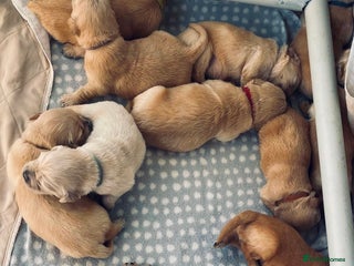 Golden Retriever dogs - Advert 2