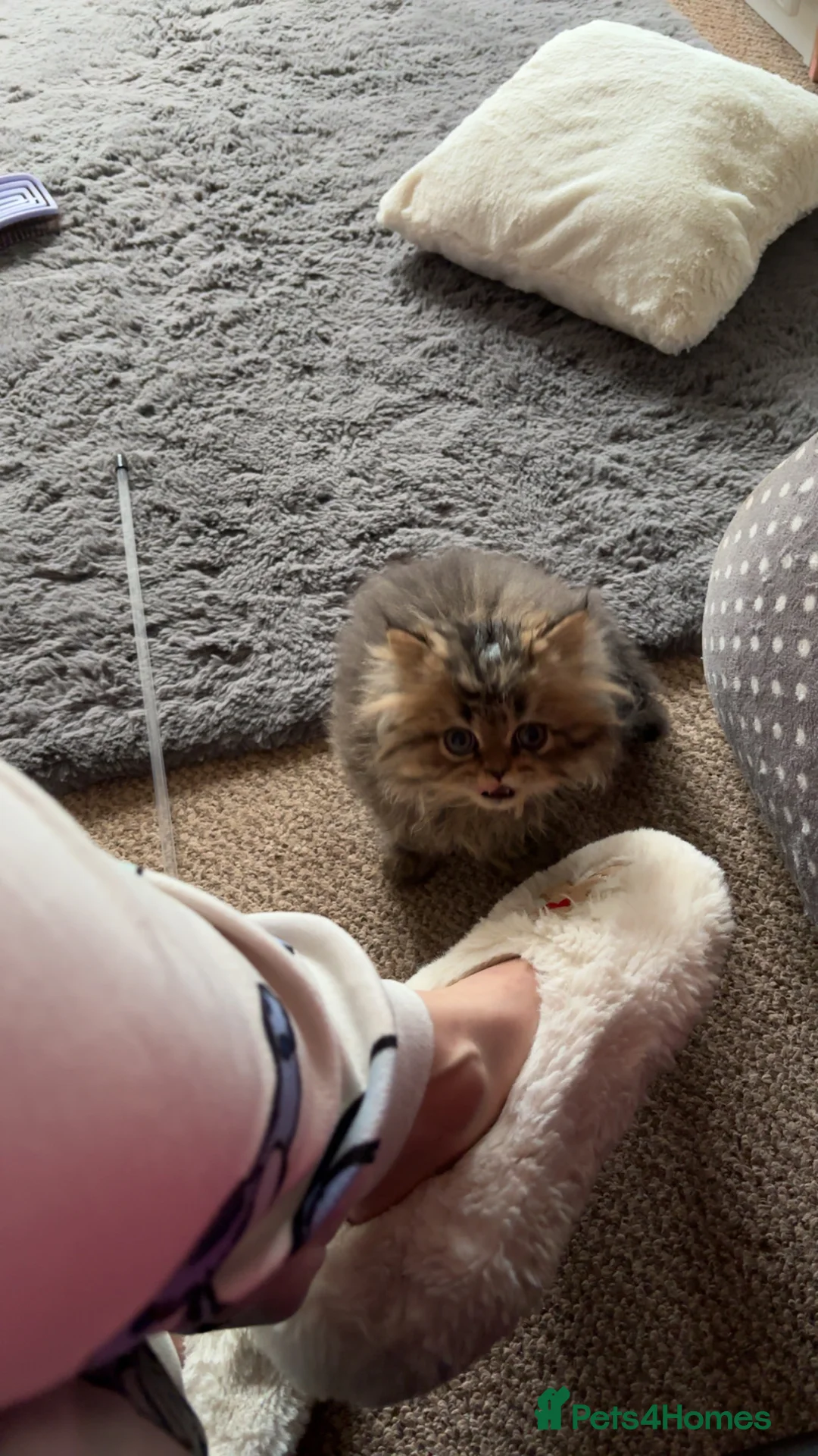 Persian cats for sale: One sweet Persian boy for sale/needing new home. - Advert 6