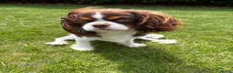 Cavalier King Charles Spaniel dogs for sale: Beautiful Tri colour King Charles 7 months old in Brighton - Advert 3