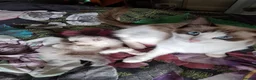 Ragdoll cats for sale: Ragdoll Kittens ready now - Advert 20