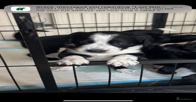 Mixed Breed dogs - Advert 2