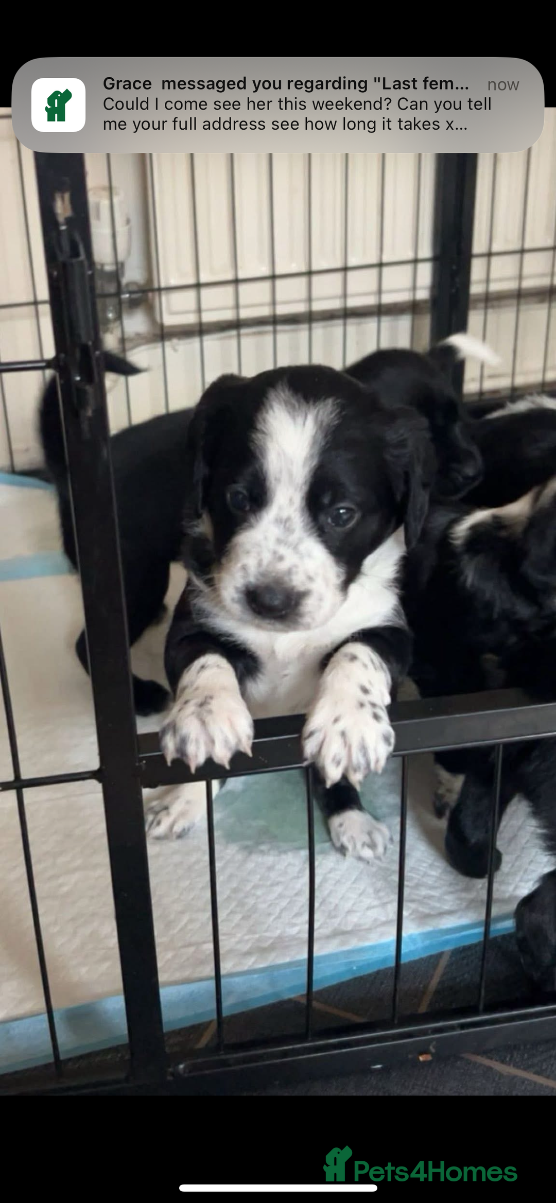 Mixed Breed dogs for sale: Last puppy from the litter!!  - Image 2