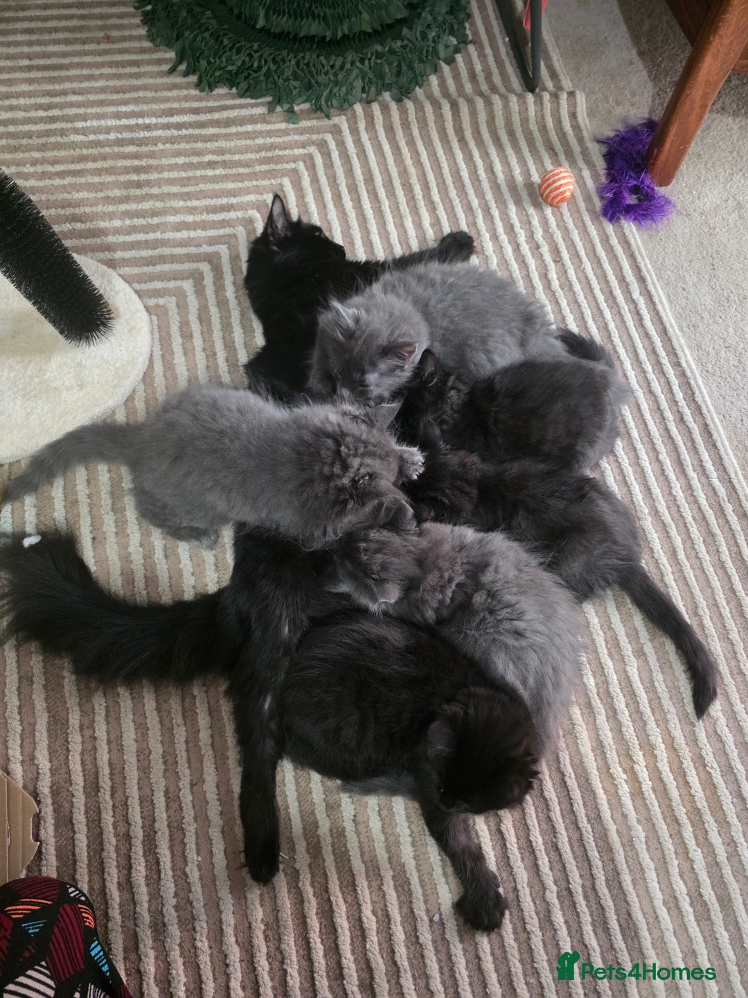 Mixed Breed cats for sale: Adorable fluffy kittens looking for a new home. - Image 17