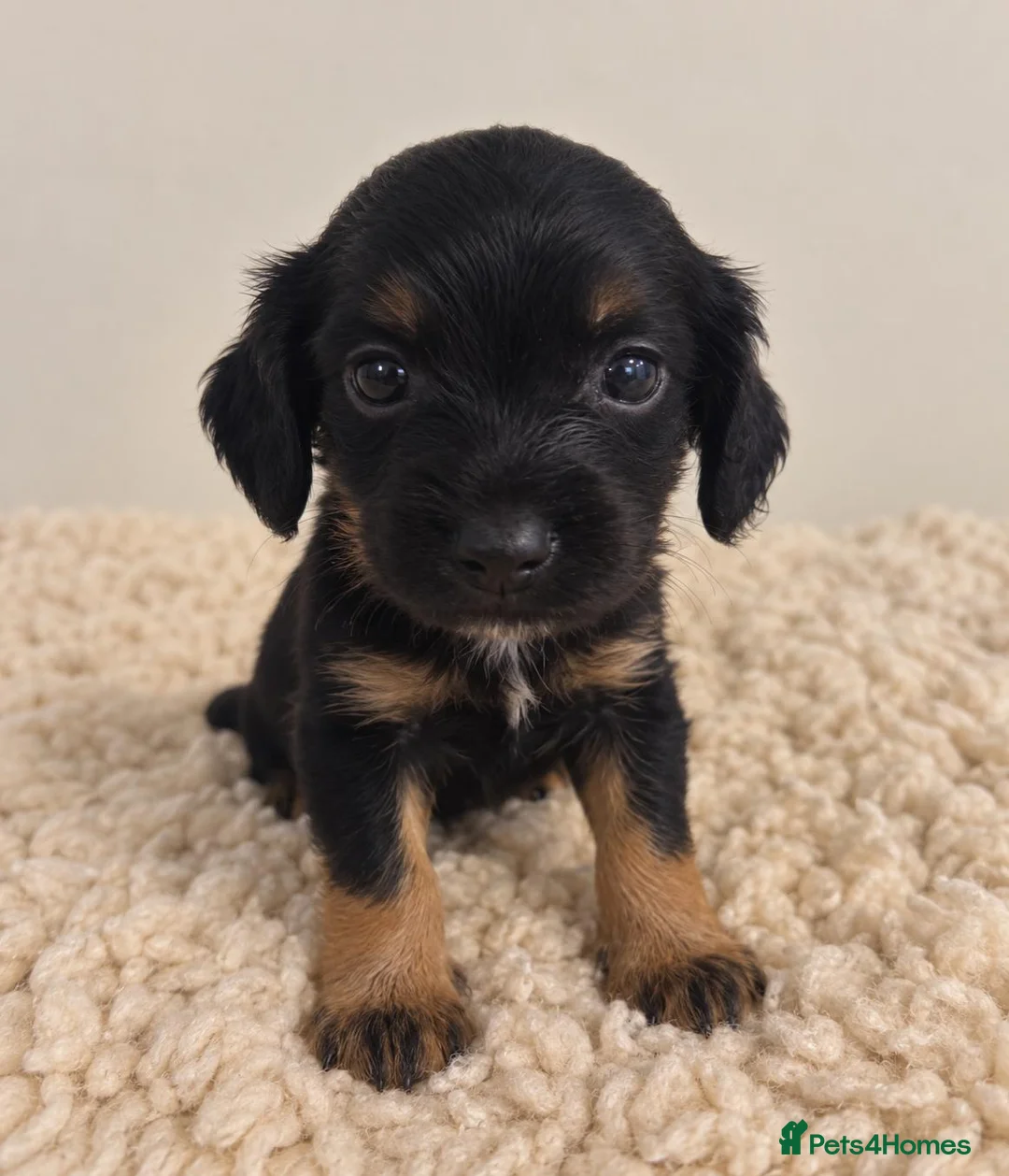 Cocker Spaniel dogs for sale: Kc/health tested boys  - Advert 6