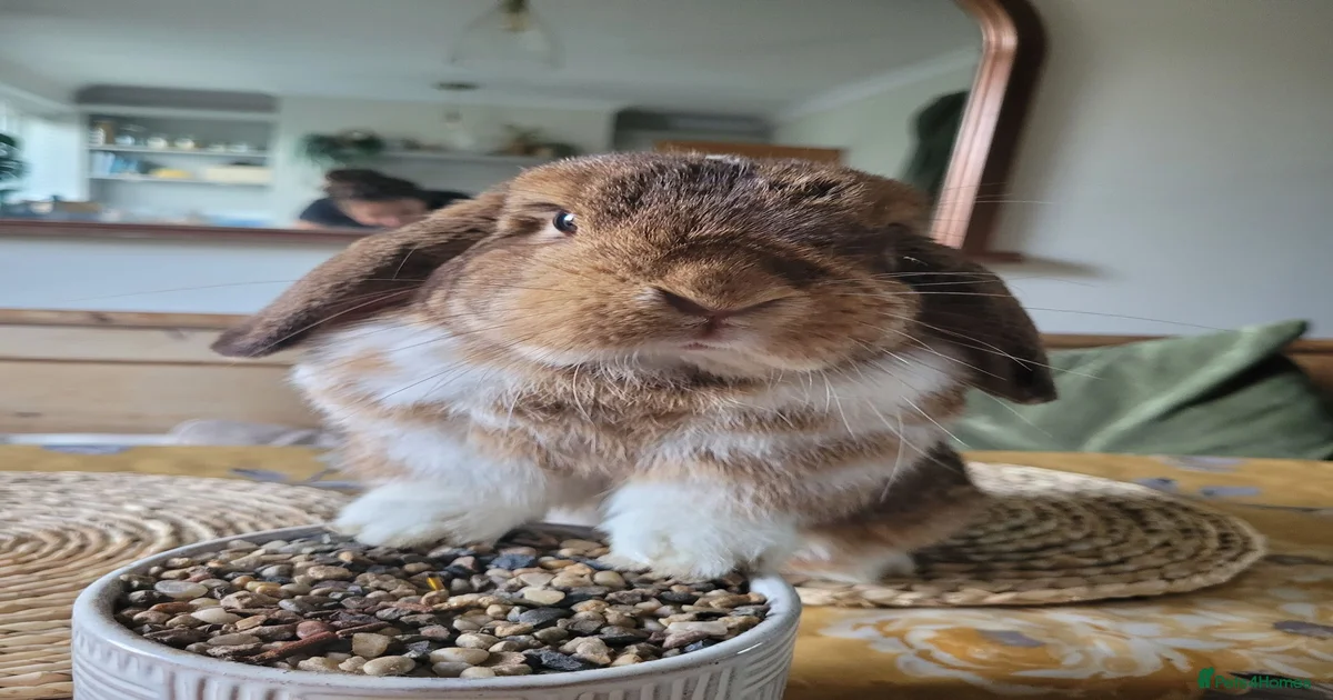 Rabbits for Sale for sale in Truro, Cornwall | Pets4Homes