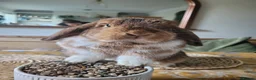 French Lop rabbits for sale: Mini French Lop in Plymouth - Advert 1