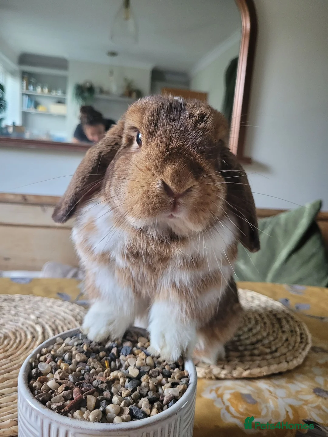 French Lop rabbits for sale: Mini French Lop in Plymouth - Advert 1