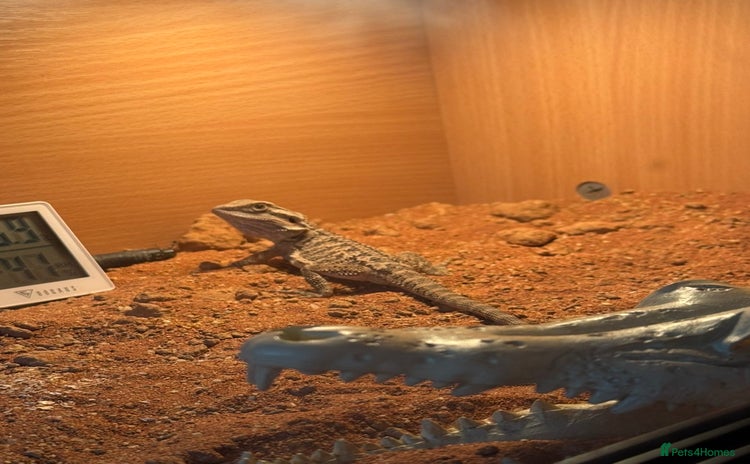 Bearded Dragon reptiles - Advert 2