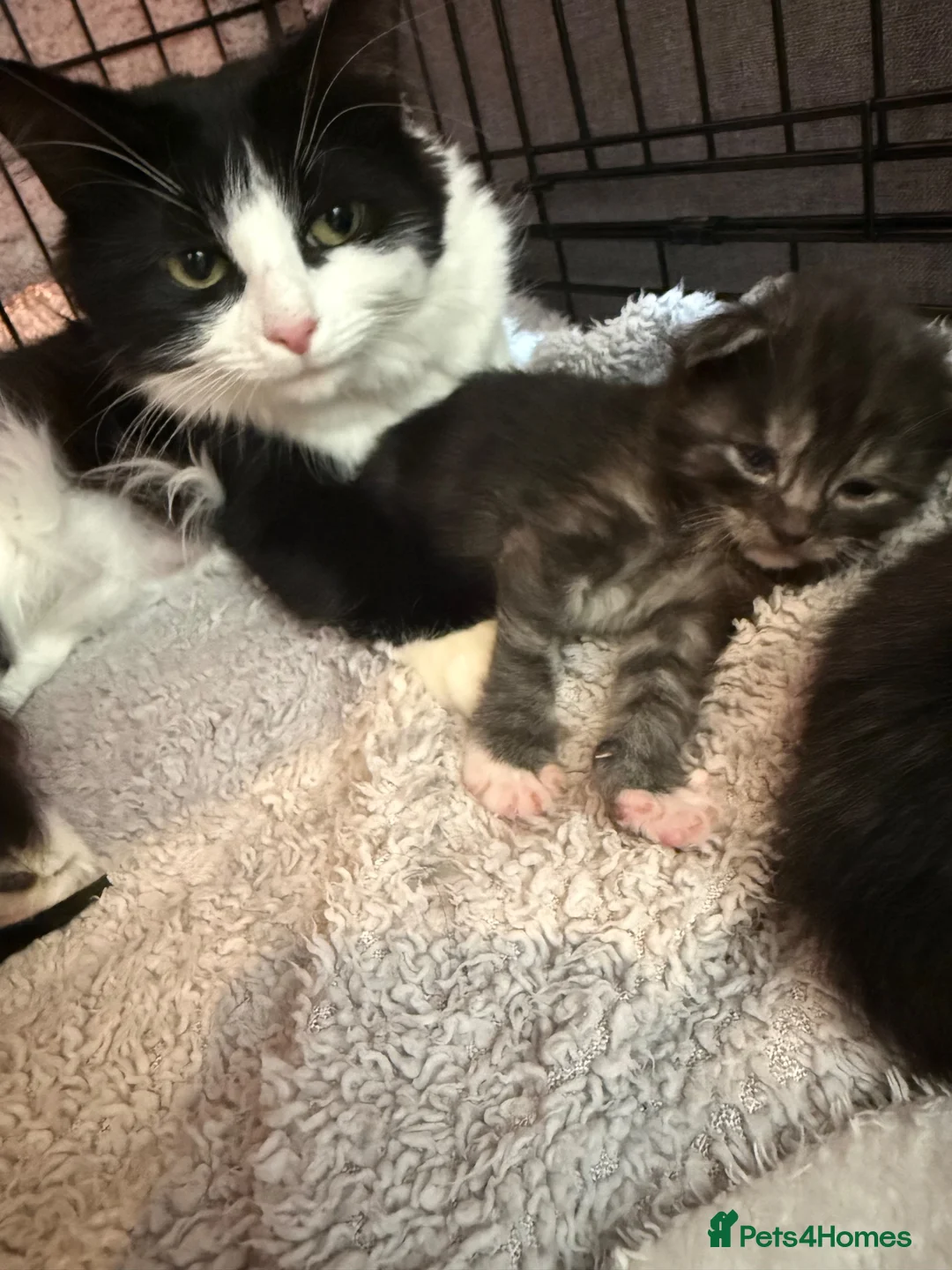 Maine Coon cats for sale: Stunning Maine Coon Cross Kittens – Ready Soon 🐾  - Advert 20