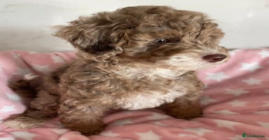 Cockapoo dogs - Advert 15