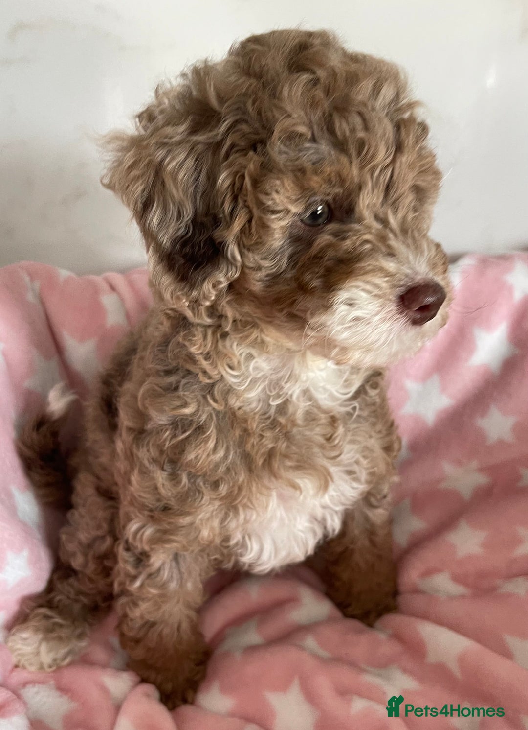 Cockapoo dogs for sale: Unique & stunning full DNA tested Cockapoo puppies - Image 2