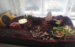 Snails invertebrates for sale: Baby Giant African Land Snails  - Image 11