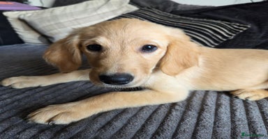Goldador dogs - Advert 5