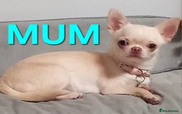Chihuahua dogs for sale: KC Registered Puppies - Image 4