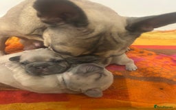 French Bulldog dogs for sale: Female frenchies  - Image 3