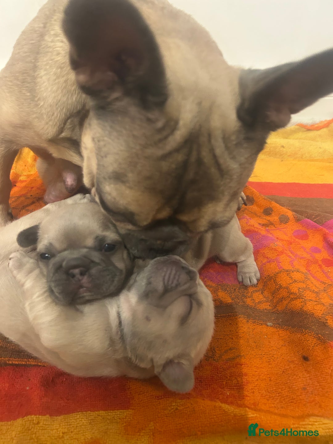 French Bulldog dogs for sale: Female frenchies  - Image 3