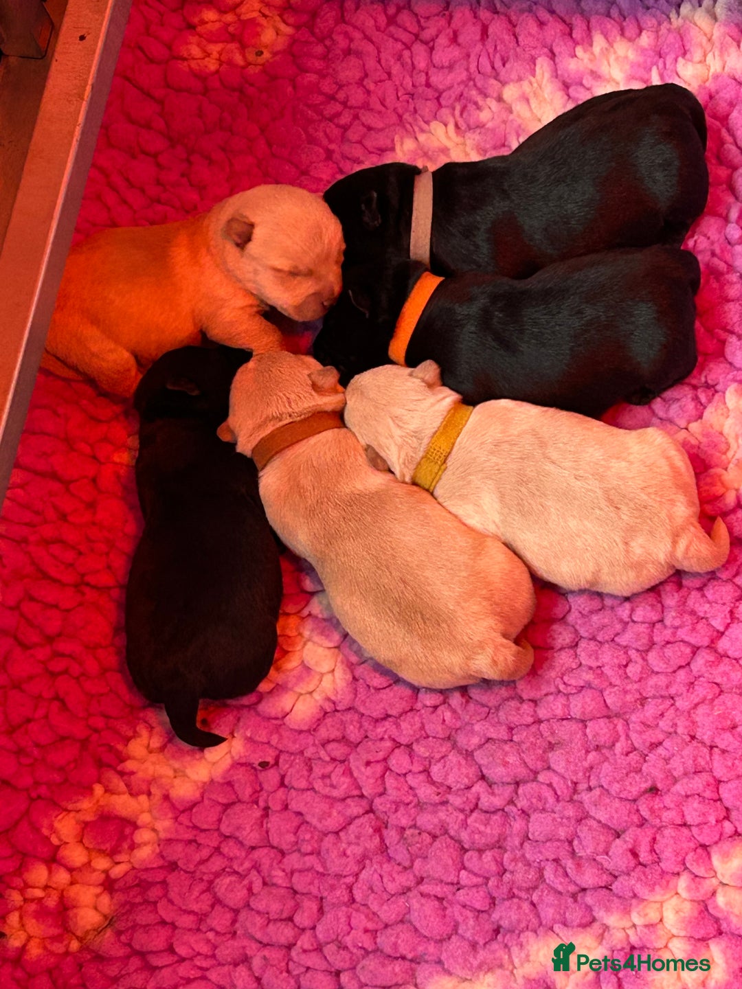 Scottish Terrier dogs for sale: Scottish terrier boys  - Advert 2