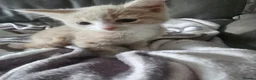 Mixed Breed cats for sale: 2 stunning male kitten (grey & pale ginger) - Advert 6