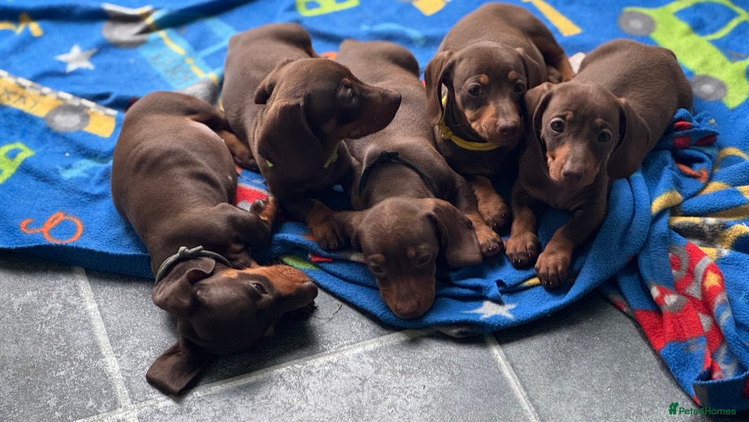 Miniature Dachshund dogs for sale: Miniature Chocolate & Tan Dachshund Quick sale  - Image 20