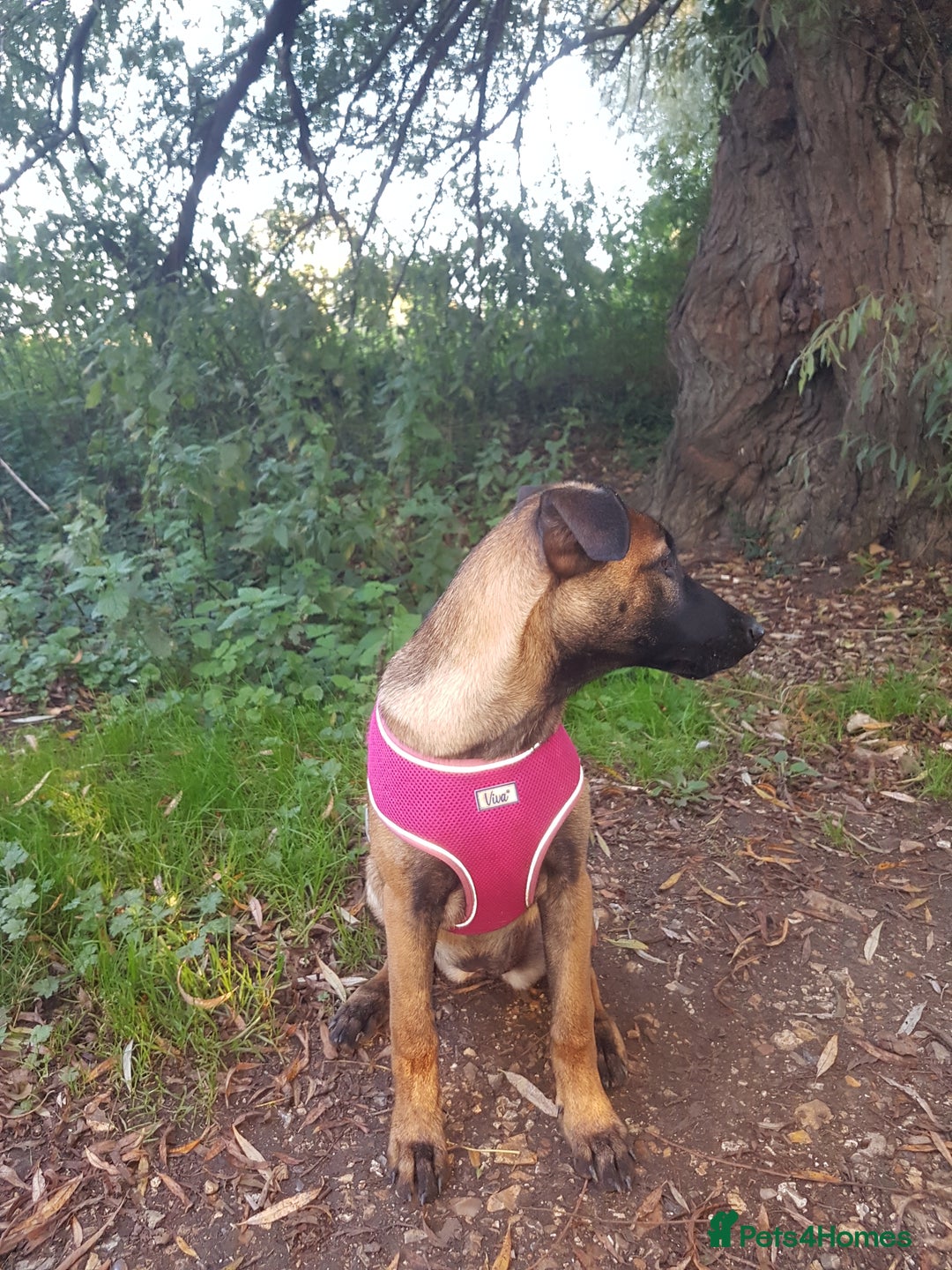 Belgian Shepherd Dog dogs for sale: Belgium malinois 5mnths. - Image 1