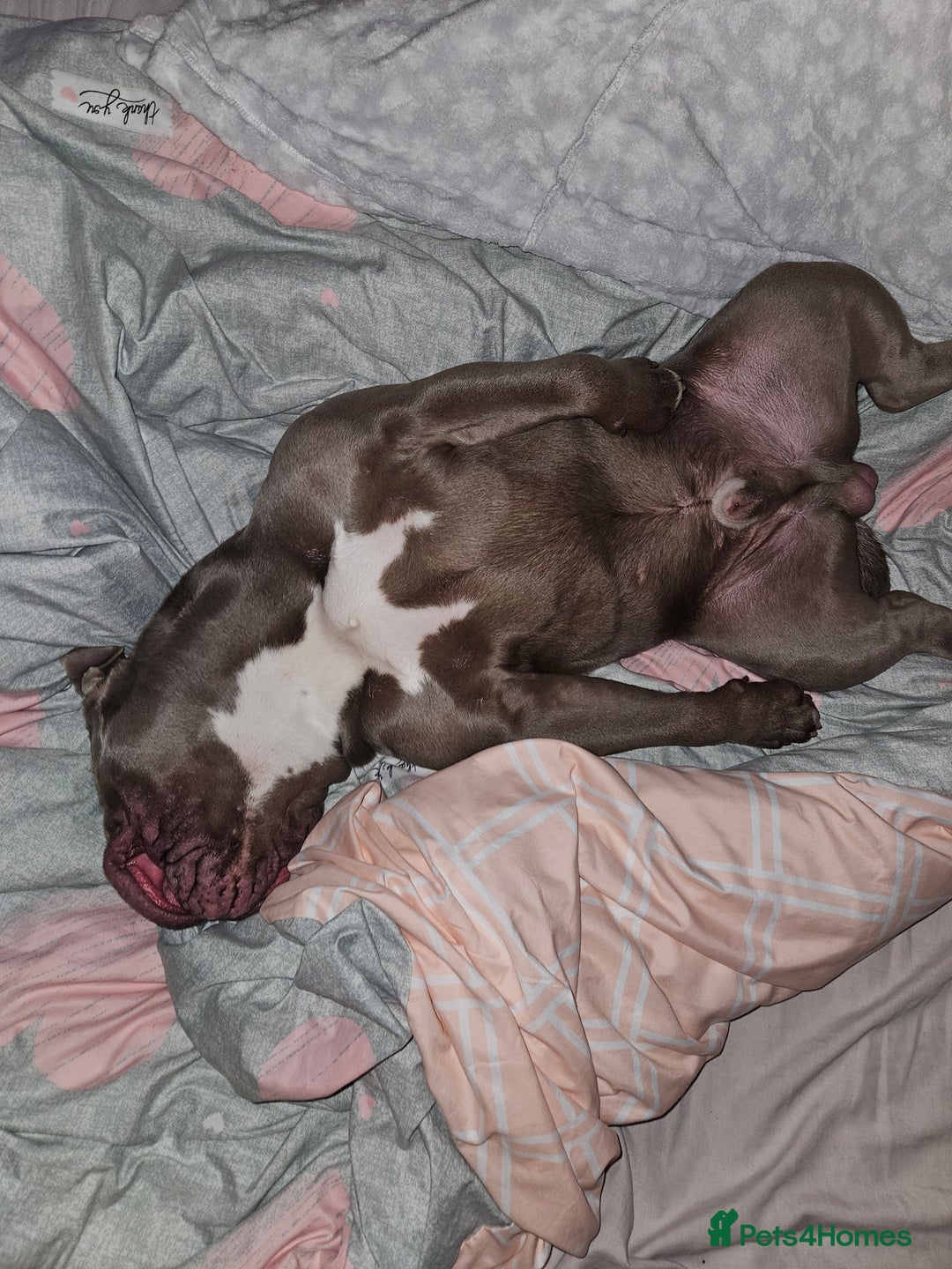 Olde English Bulldogge dogs for stud: Lilac old english bulldogge  in Workington - Advert 2