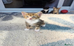 Mixed Breed cats for sale: Kittens - Image 3