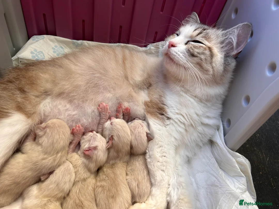 Ragdoll cats for sale: Beautiful ragdolls 5* - Advert 20