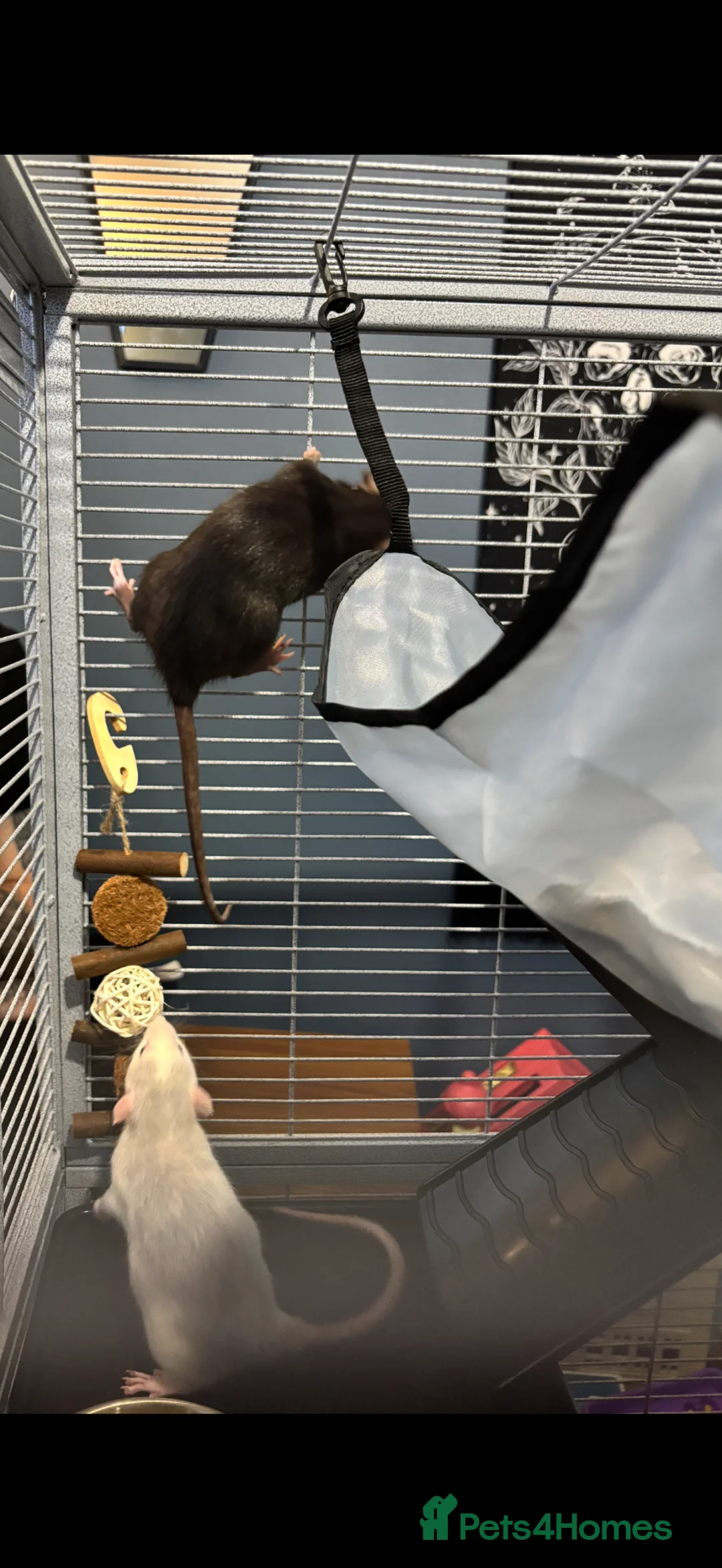 Rat rodents for sale: Two female fancy rats and their whole setup  - Advert 10