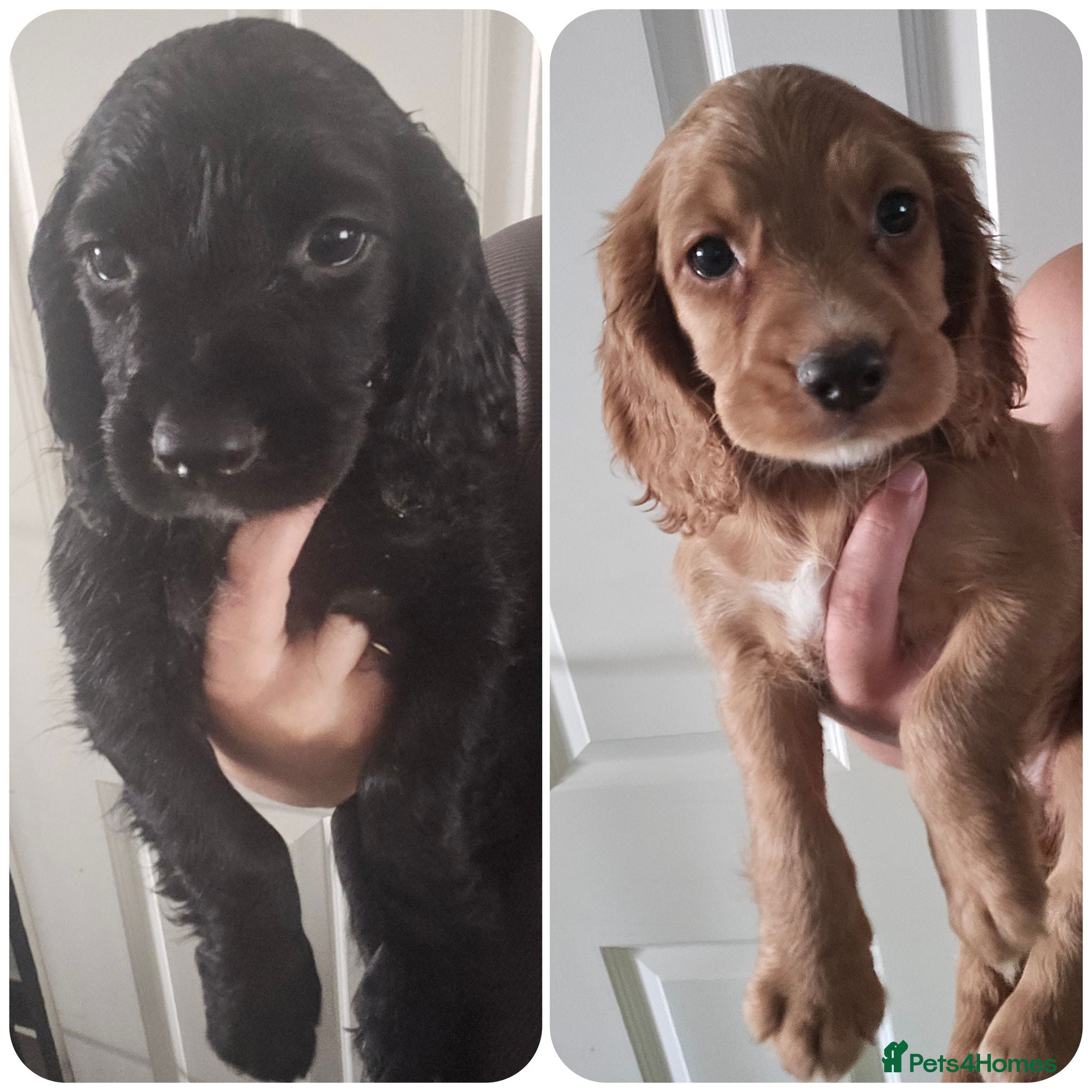 Cocker Spaniel dogs Working Cocker spaniel pups - Advert 1