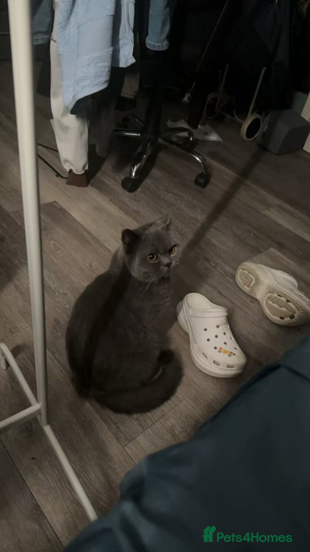 British Shorthair cats for sale: GCCF Active British shorthair blue queen for sale - Image 3