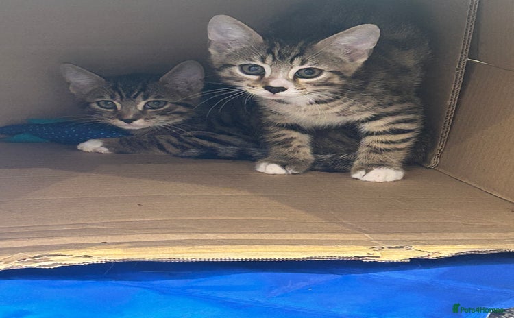Bengal cats - Advert 2