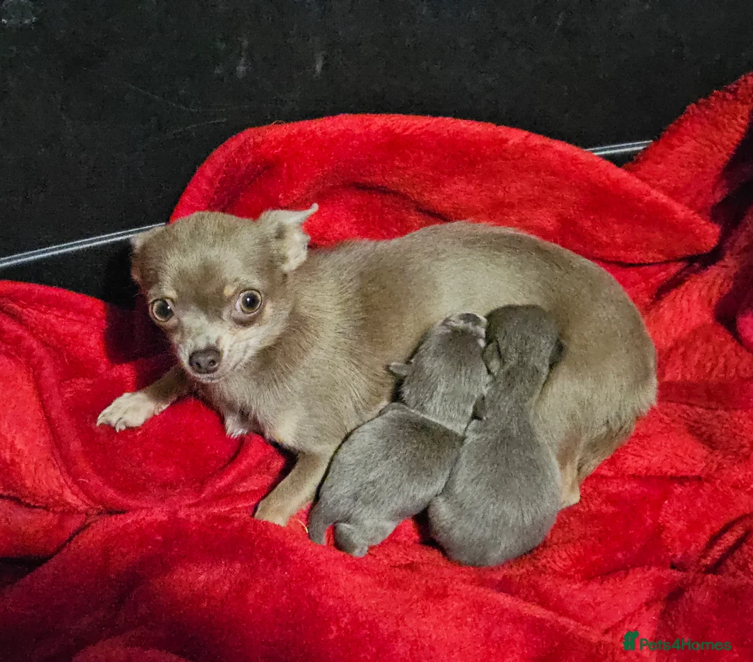 Chihuahua dogs for sale: TINY KC REG Lilac Chihuahua puppies - Advert 5