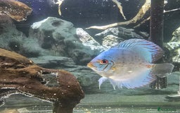 Discus fish for sale: Discus  - Image 1