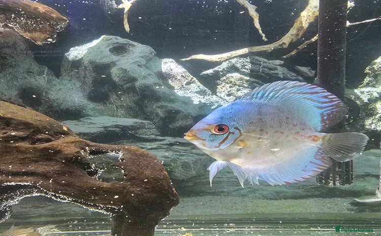 Discus fish - Advert 1