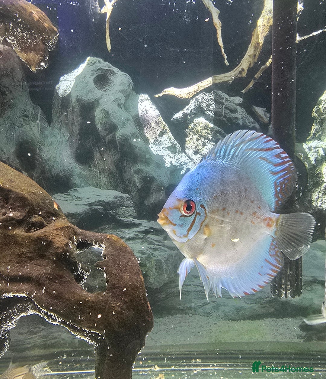 Discus fish for sale: Discus  - Image 1