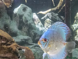 Discus fish - Advert 6