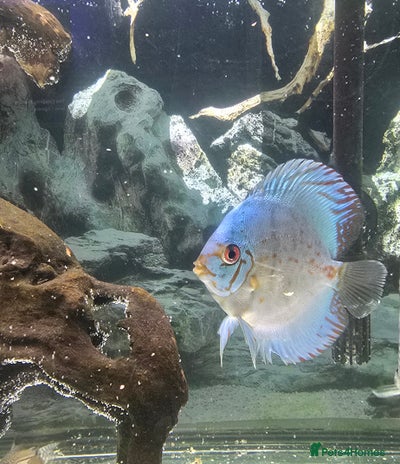 Discus fish - Advert 1