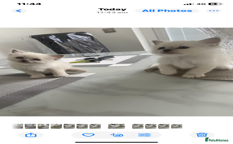 Birman cats - Advert 2