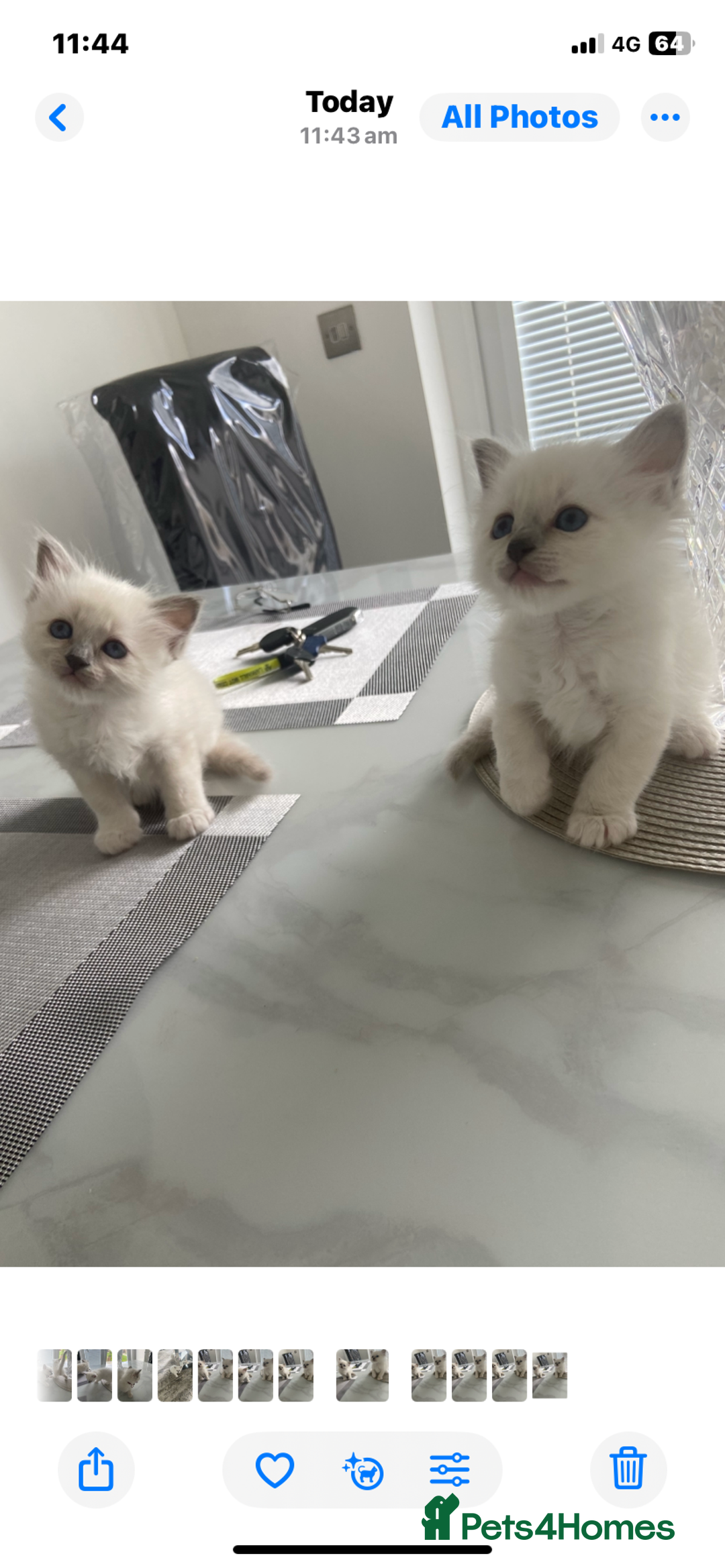 Birman cats for sale: BIRMAN KITTENS  - Image 1